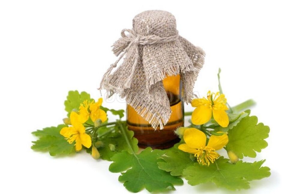 Βάμμα Celandine κατά των παρασίτων